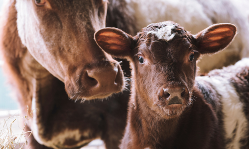 A brown baby calf with a larger brown cow next to it